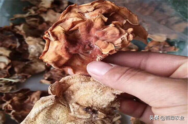 榆黄蘑高效栽培教程,榆黄蘑工厂化栽培技术