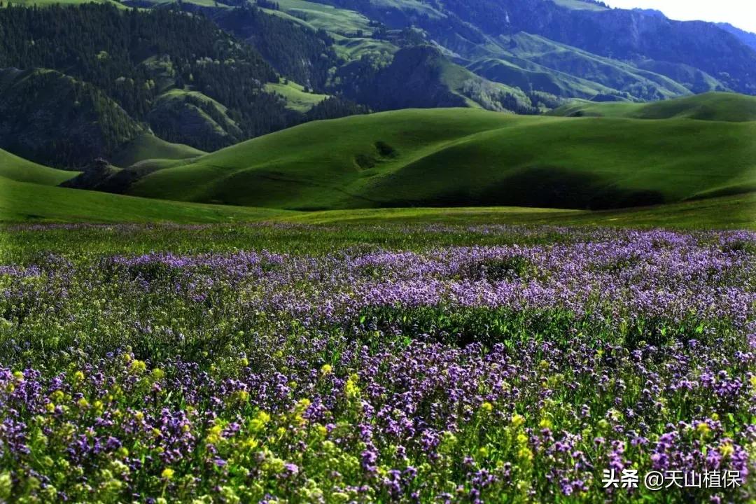 伊犁可克达拉草原,伊犁草原之旅