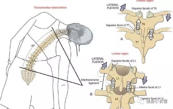 平板支撑怎么锻炼腰围,如何平板支撑斜方肌会瘦