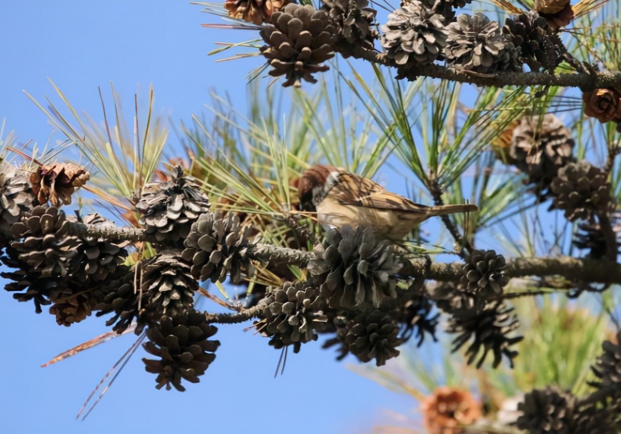 爬树打松子人工费一般多少钱一天,东北松子爬树采摘过程