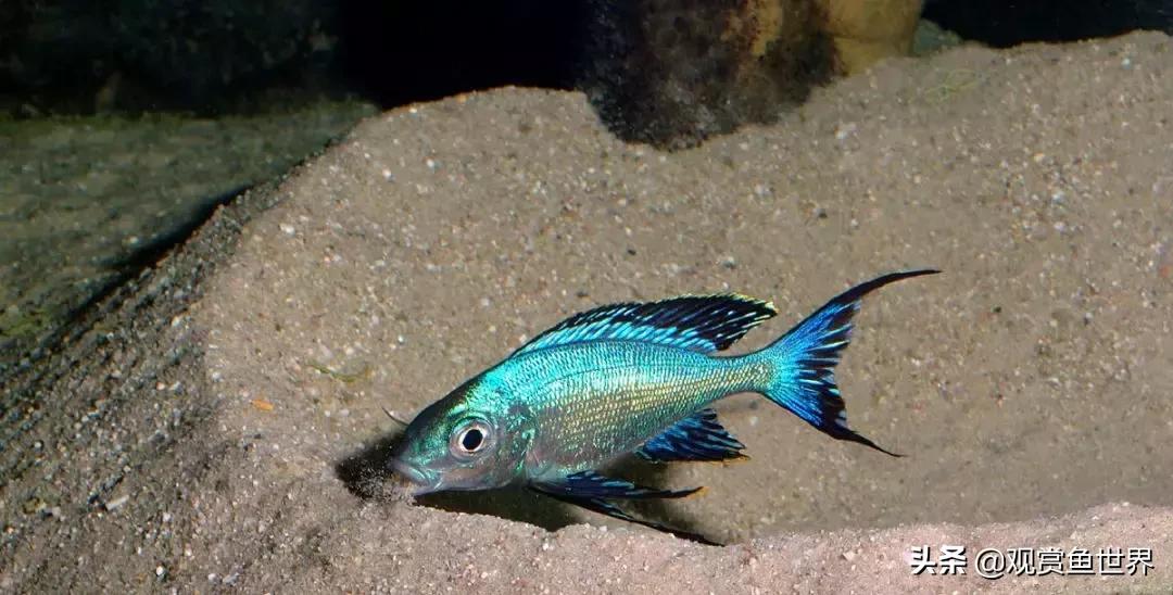 慈鲷蓝波,三湖慈鲷哪些值得养