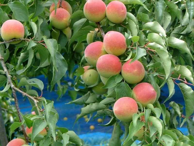 日本这个村种梅子每户年收16万，还种出了“世界文化遗产”