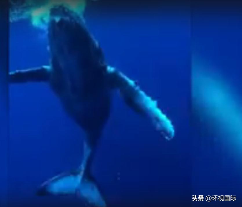 潜水员和虎鲸玩耍,蓝鲸和潜水员