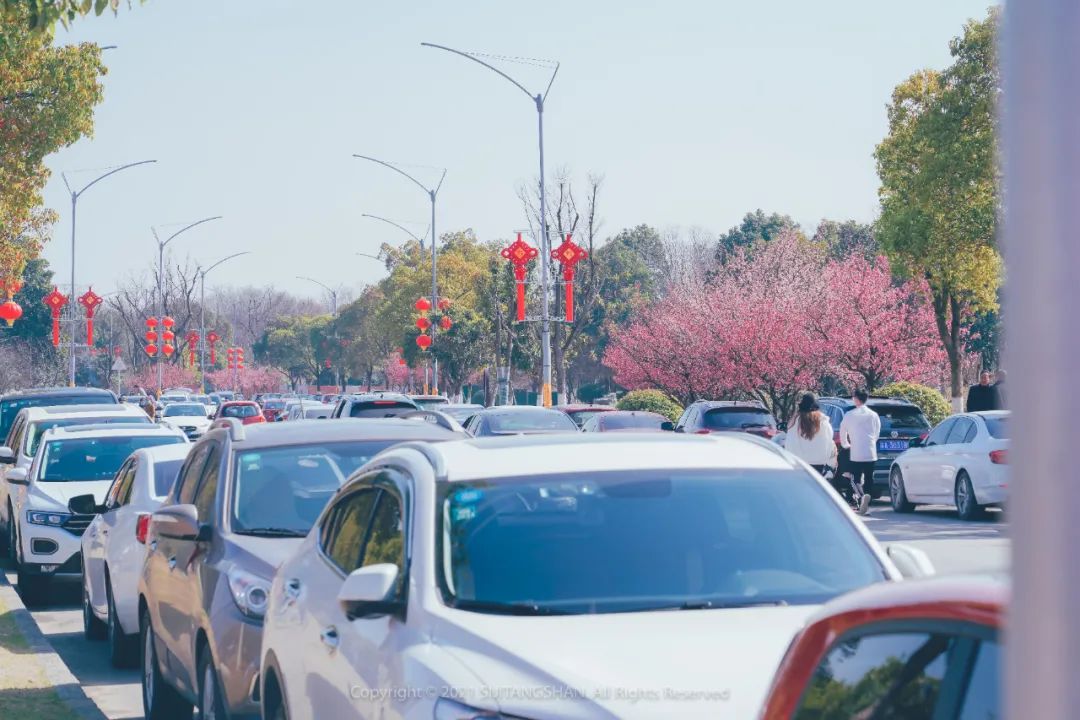 南京赏梅花的绝佳位置,南京赏梅花的最佳地方