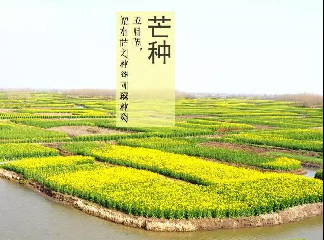 芒种后吃什么养生,芒种养生常识图文