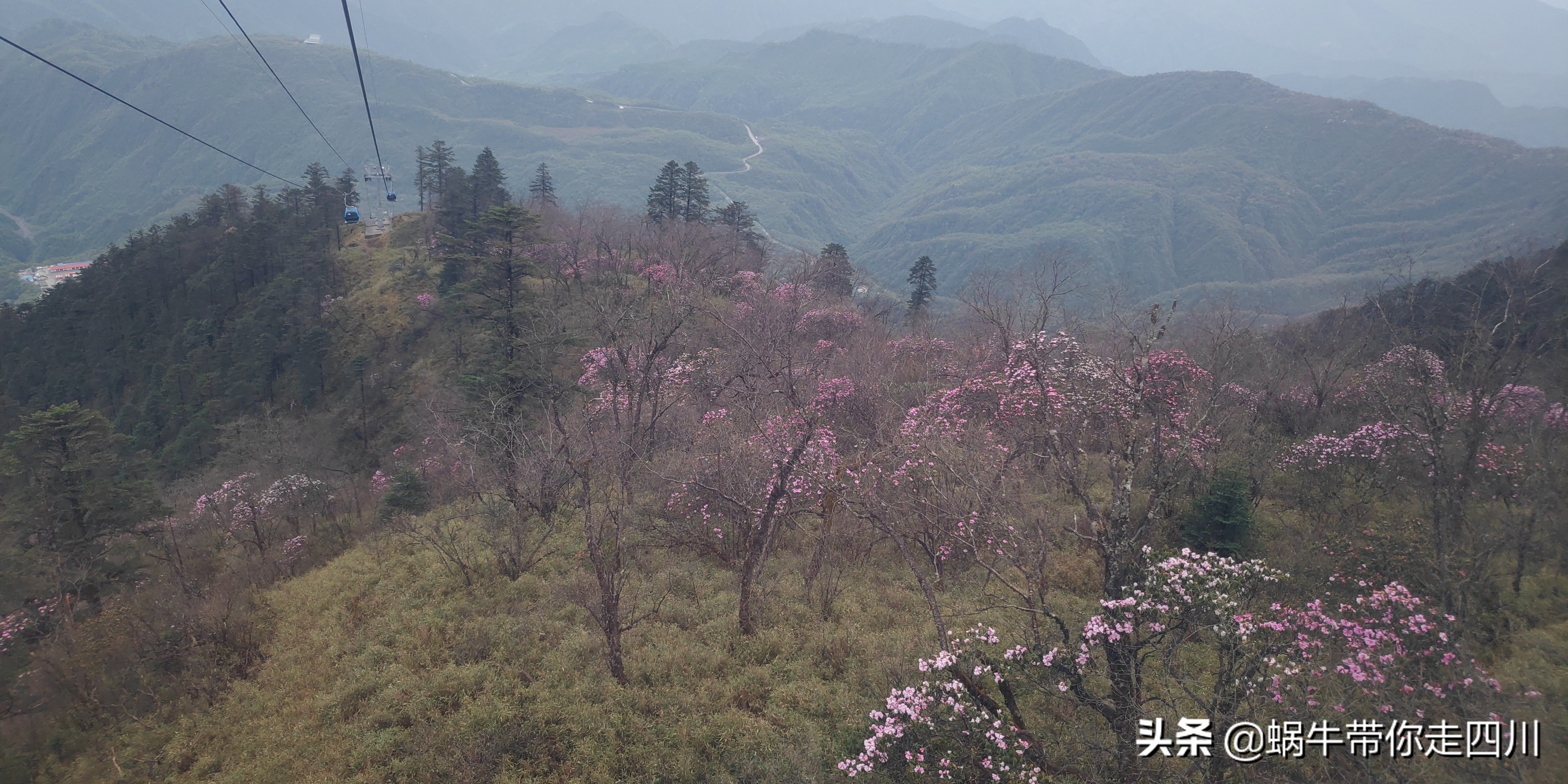 成都去西岭雪山两天一夜旅游团,成都出发雪山旅游