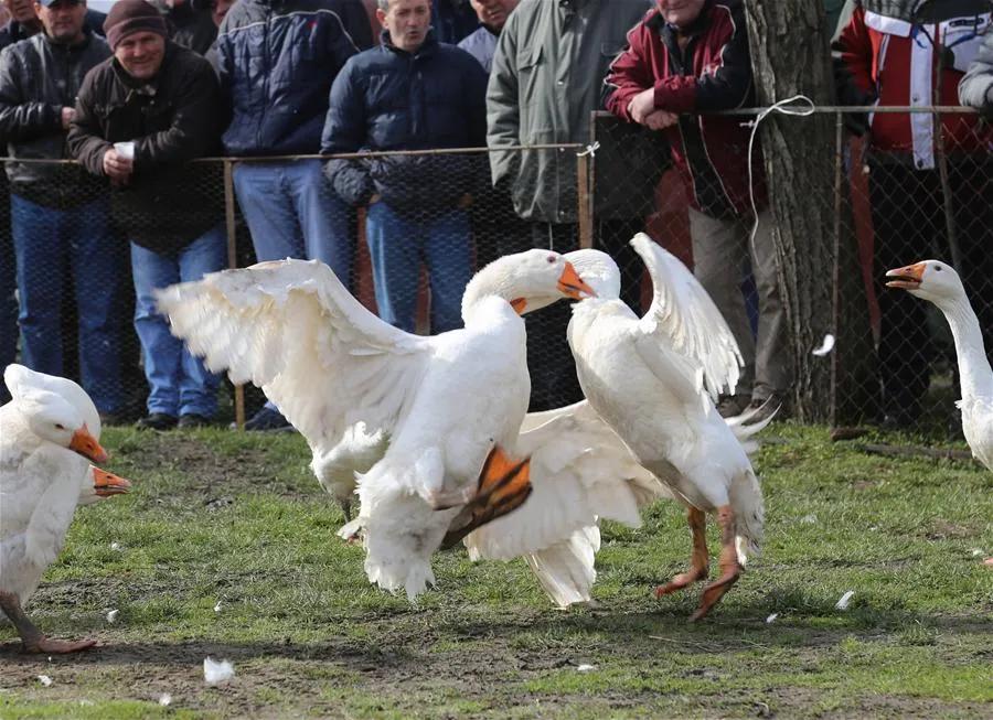 科学养殖创业好项目,室内特种养殖创业新项目