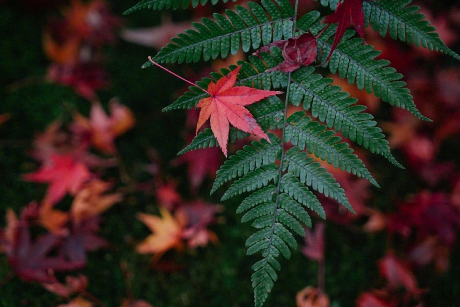 安宁的意思有什么区别,安宁的含义是什么