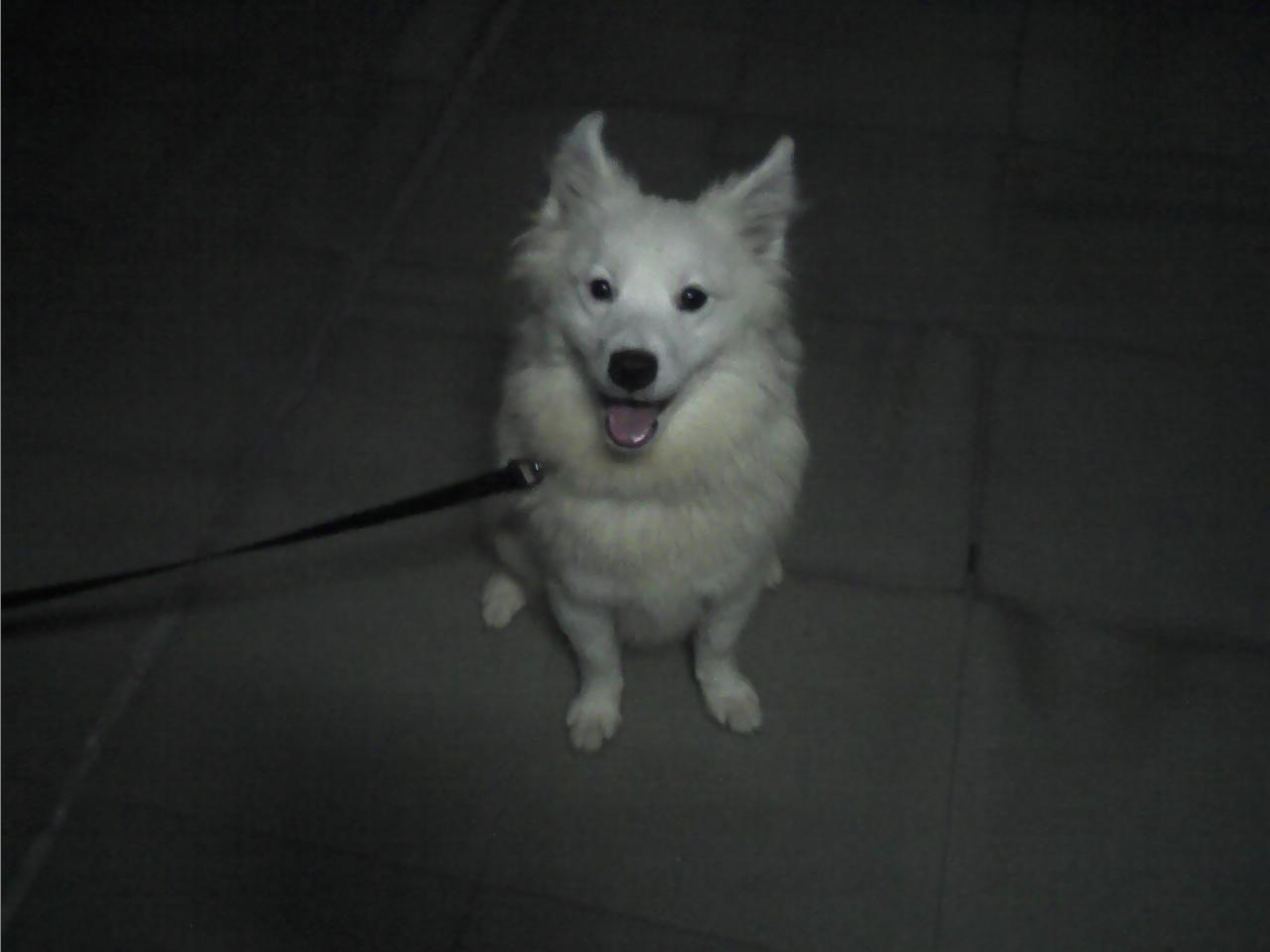 最容易被认错的狗狗品种,五种容易叛变的狗狗