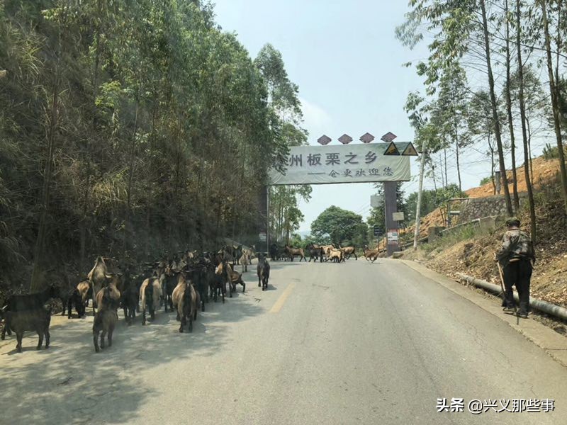 贵州仓更板栗基地地址,贵州板栗在哪里