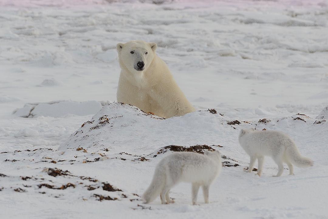 北极海冰融化怎么办,海冰融化