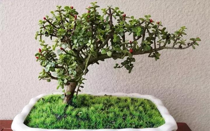 警惕这些诈骗新花招,这几种花有危险