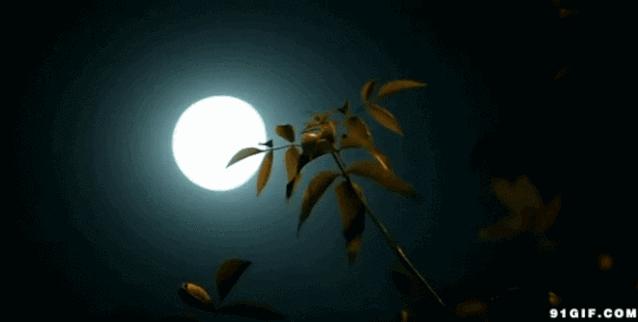 疫情期间蜗居,疫情期间随笔