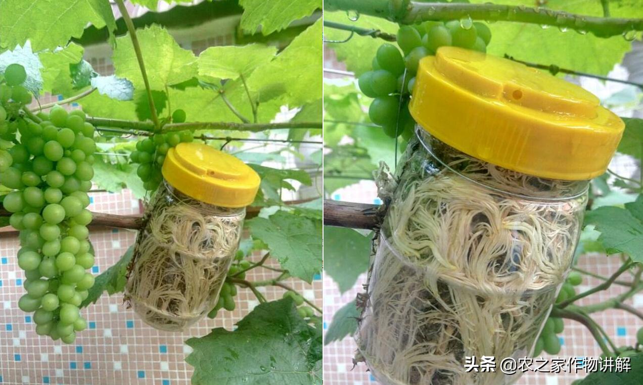 防治果树根腐病的特效药,果树根腐克星怎么使用