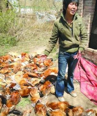 诊断禽流感必须注意和甄别什么,鸡禽流感怎么防治