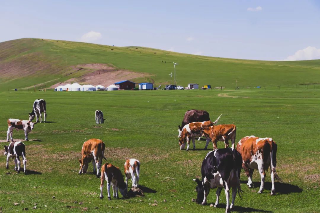 自驾三天呼伦贝尔大草原,自驾去呼伦贝尔草原七日游的攻略