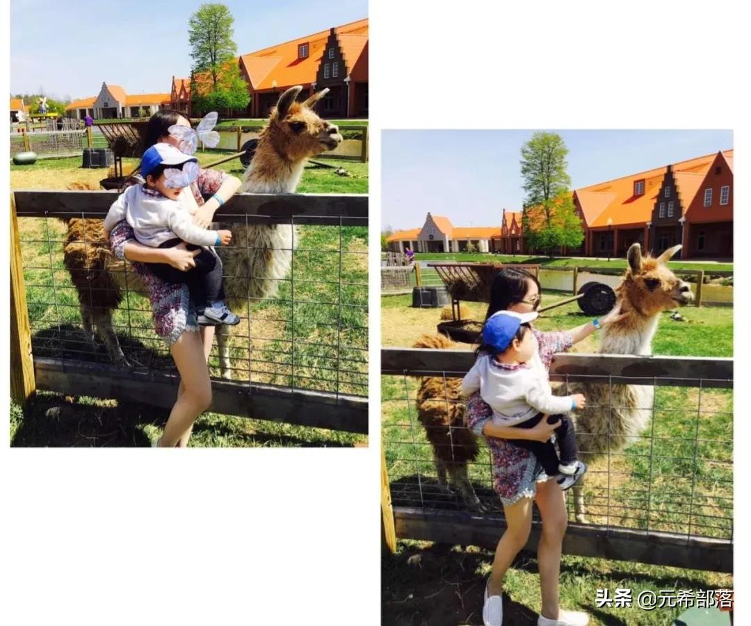 荷兰小镇郁金香盛开,荷兰小镇郁金香花海