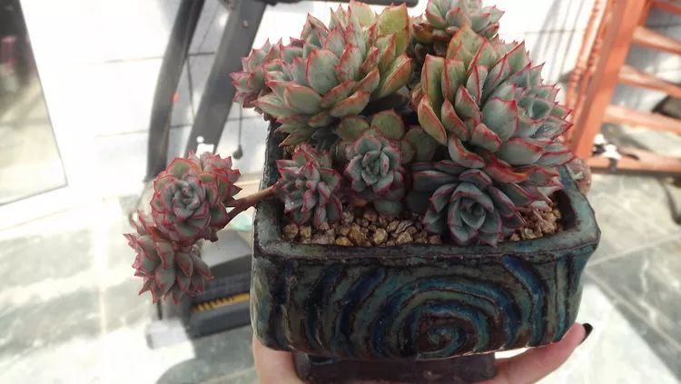 爱机车,爱多肉,宝妈花姐的诗和远方