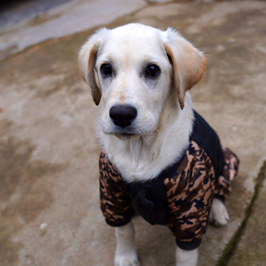 狗狗得了犬瘟热的症状,狗狗得犬瘟怎样算是治愈了