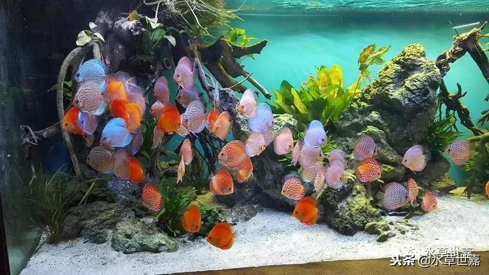 七彩神仙鱼水族箱布景,七彩神仙鱼苗繁殖技术