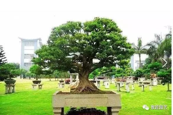 中国最贵盆景一盆600万元 (全世界最贵的100棵盆景多少钱一株)