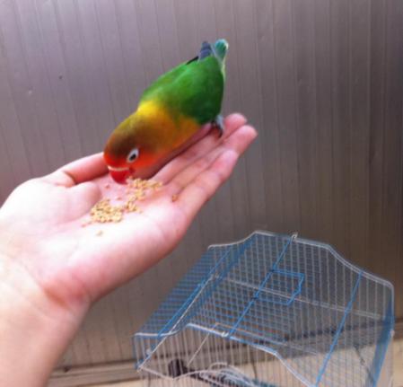 对“啥都吃”的牡丹鹦鹉,可别乱喂,辣椒、巧克力这是鸟能吃的吗