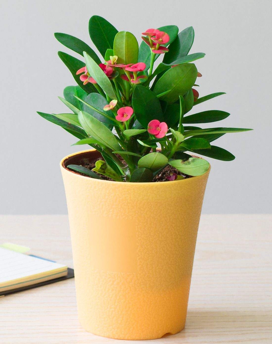 养花常用的肥料有哪些,养花用什么肥料长得快又好养