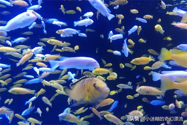 成都浩海立体海洋馆攻略,浩海立方成都海洋公园攻略