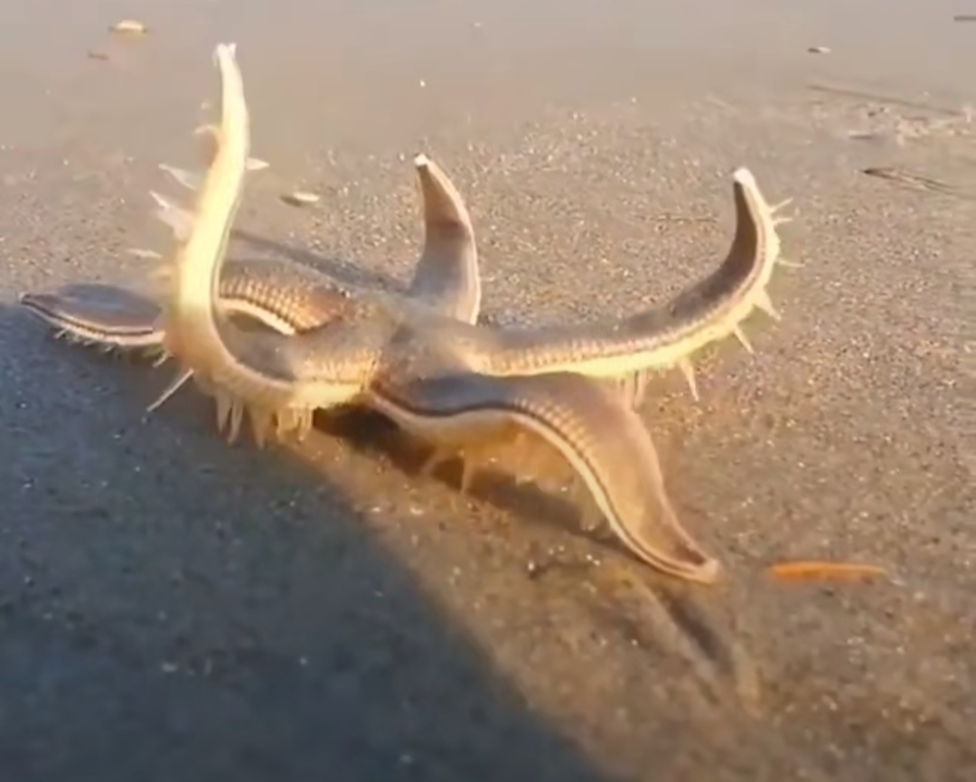 好看是好看但是感觉显黑,好看是好看难看是难看