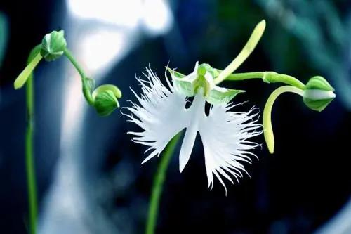 相似动物的花有哪些,稀奇古怪的动物花图片