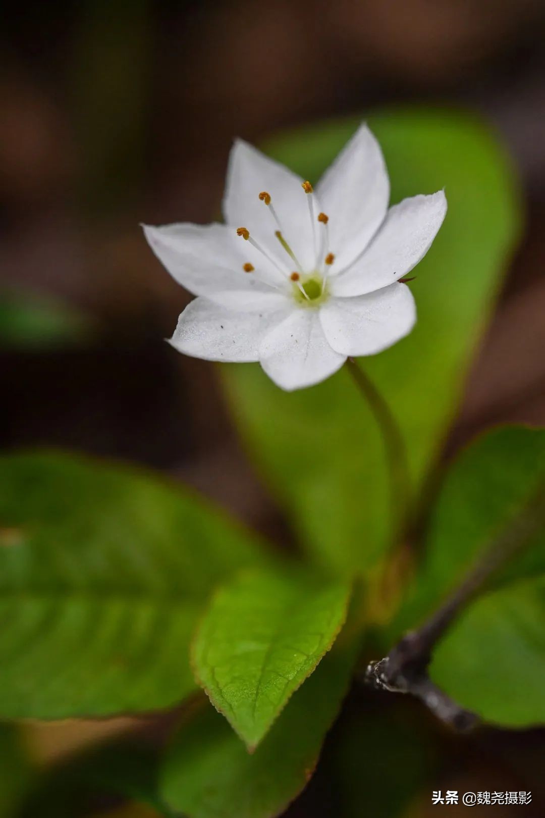 各个季节的野生兰花,北京百花山野生兰花图片