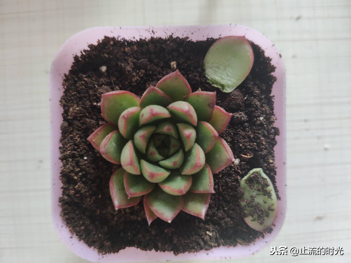 跌落神坛的五种多肉,长相奇特的6种多肉