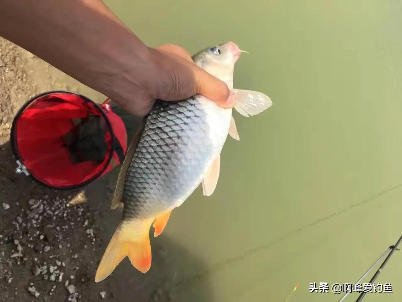 玉米饵钓鱼效果如何呢,万能钓鱼饵料是真的吗