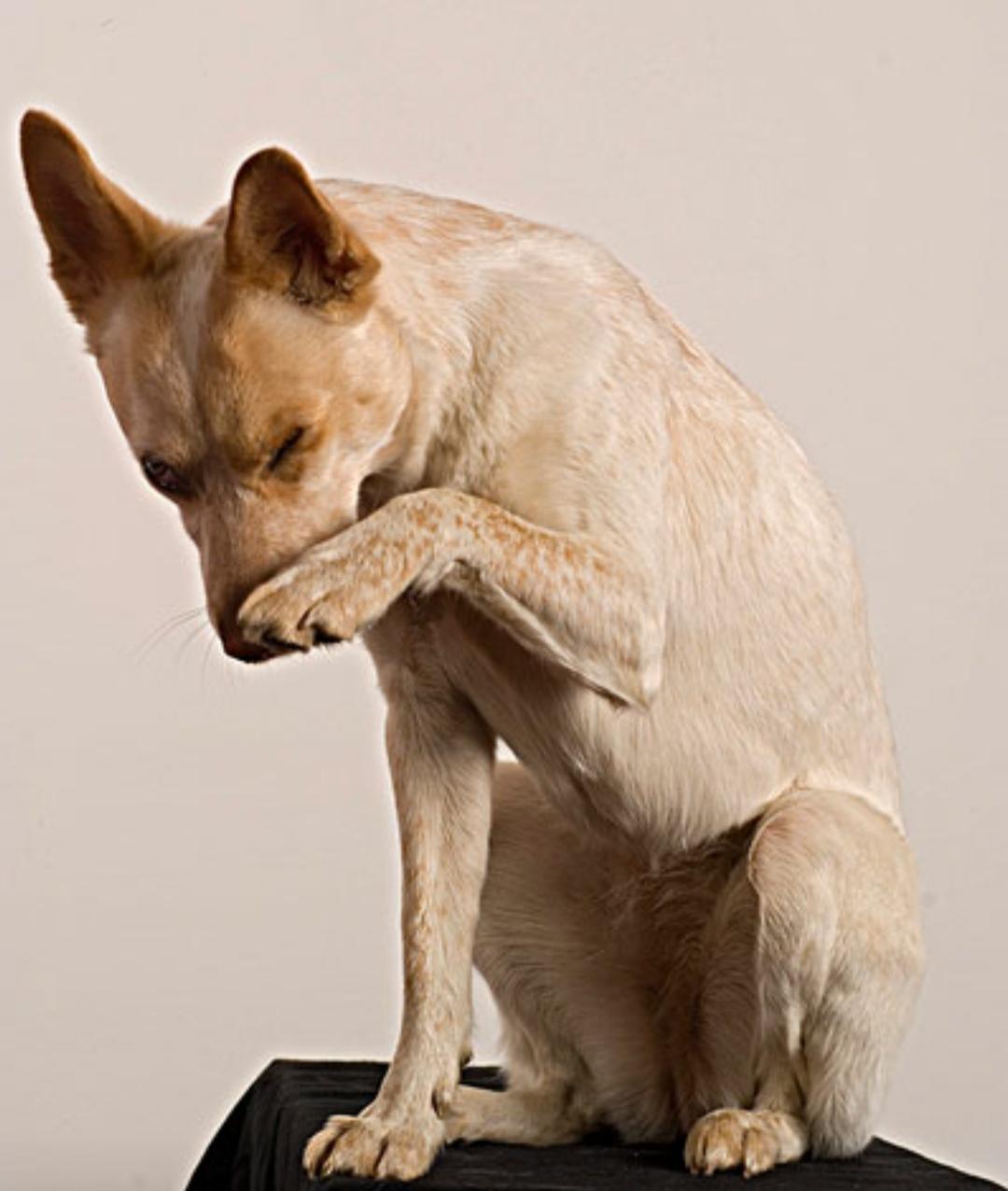 狗狗流鼻涕咳嗽干呕怎么回事,狗狗辟谣的正确方法