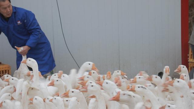 养鹅养殖户盲目跟风,想养鹅怎么办