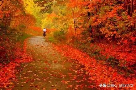 枫叶为什么这样红完整版,你知道枫叶为什么那么红吗