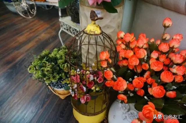 鸟窝为何这么干净,鸟窝怎样可以让鸟很喜欢