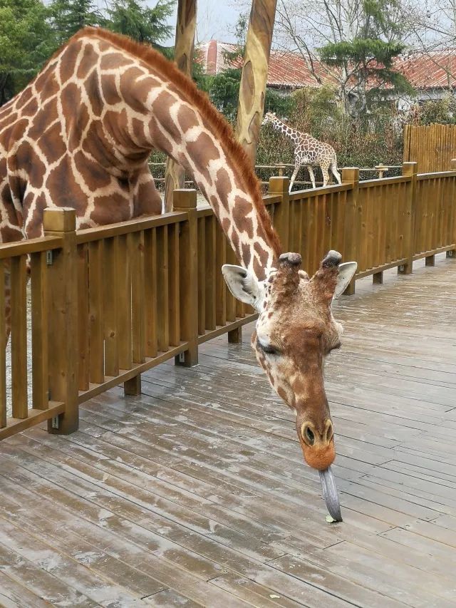 在上海迪士尼怎么玩比较快呢,在上海迪士尼玩一整天