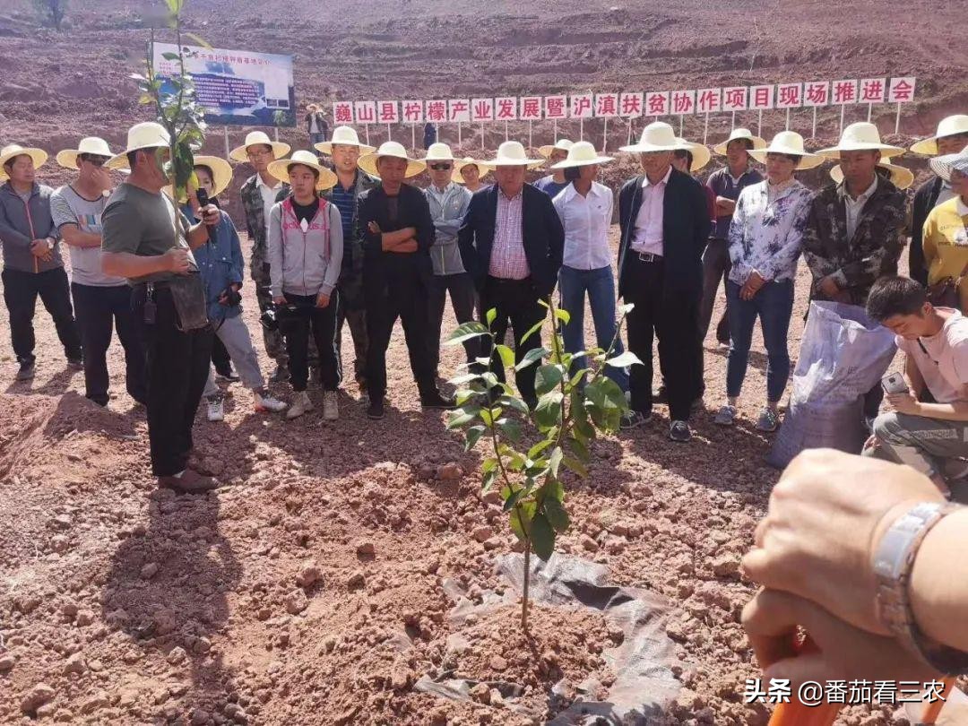 柠檬高产管理技术视频,广东香水柠檬高产种植技术