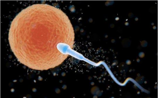 没受孕的精子在女性体内，最后都去了哪里？听听医生的答案