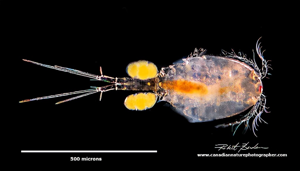 云南虫谷不死虫怎么死的,霍氏不死虫怎么产生的