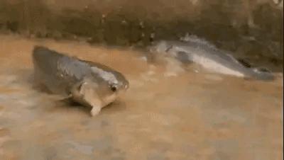 美味但少有人吃，有着强悍的“鱼生”，却被钓鱼人叫成“过街鼠”