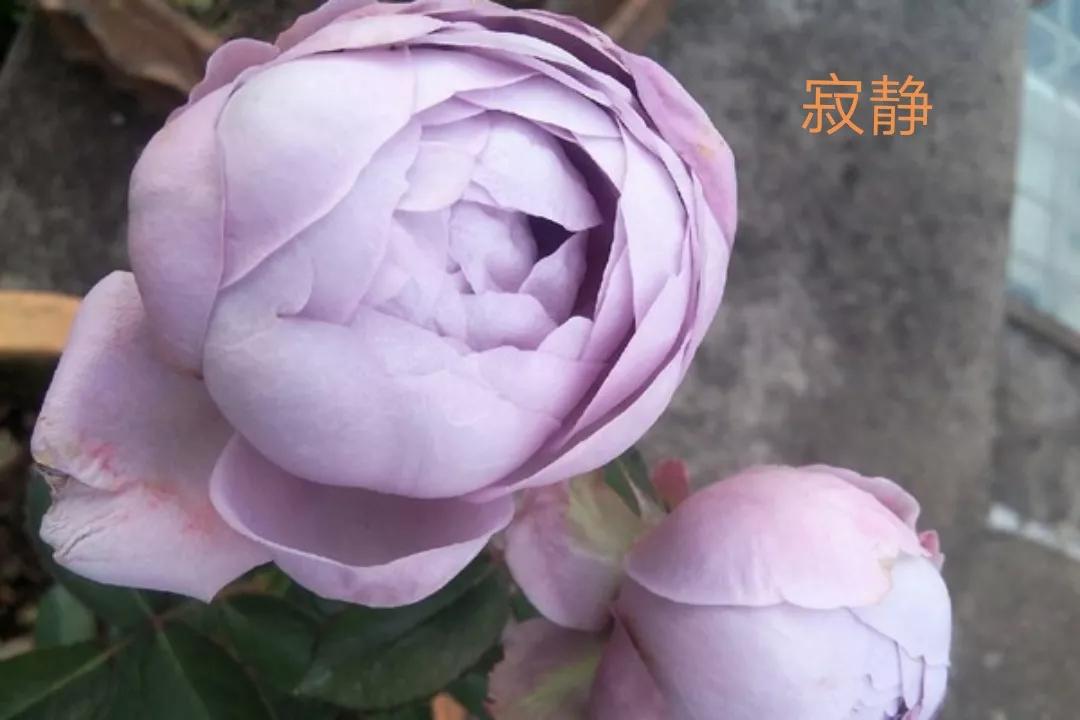 切花火焰月季的优缺点,常见切花月季一览