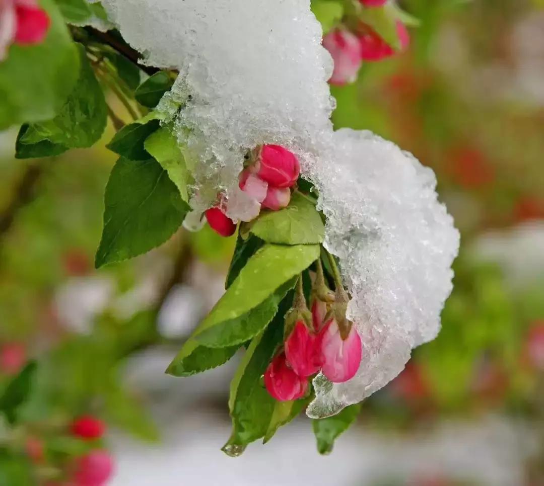 北风那个吹白毛女原唱,北风那个吹电视剧全集