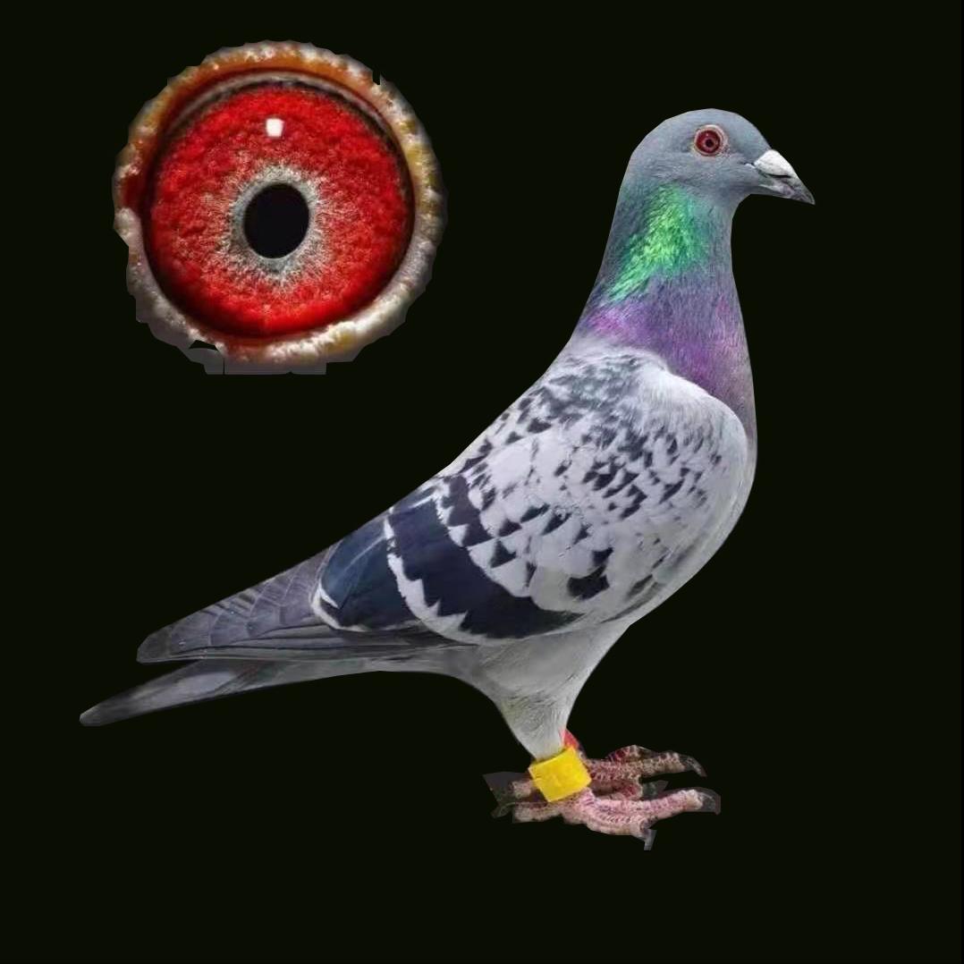 赛鸽传染病特征,养鸽子导致感染隐球菌病