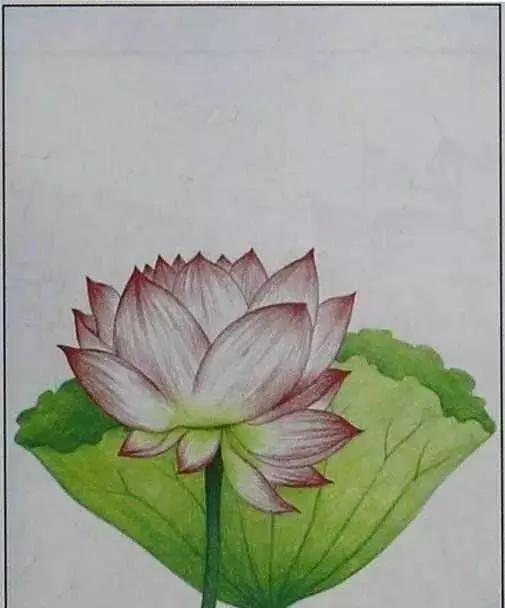 画荷塘与荷花,画一张美丽的荷塘画