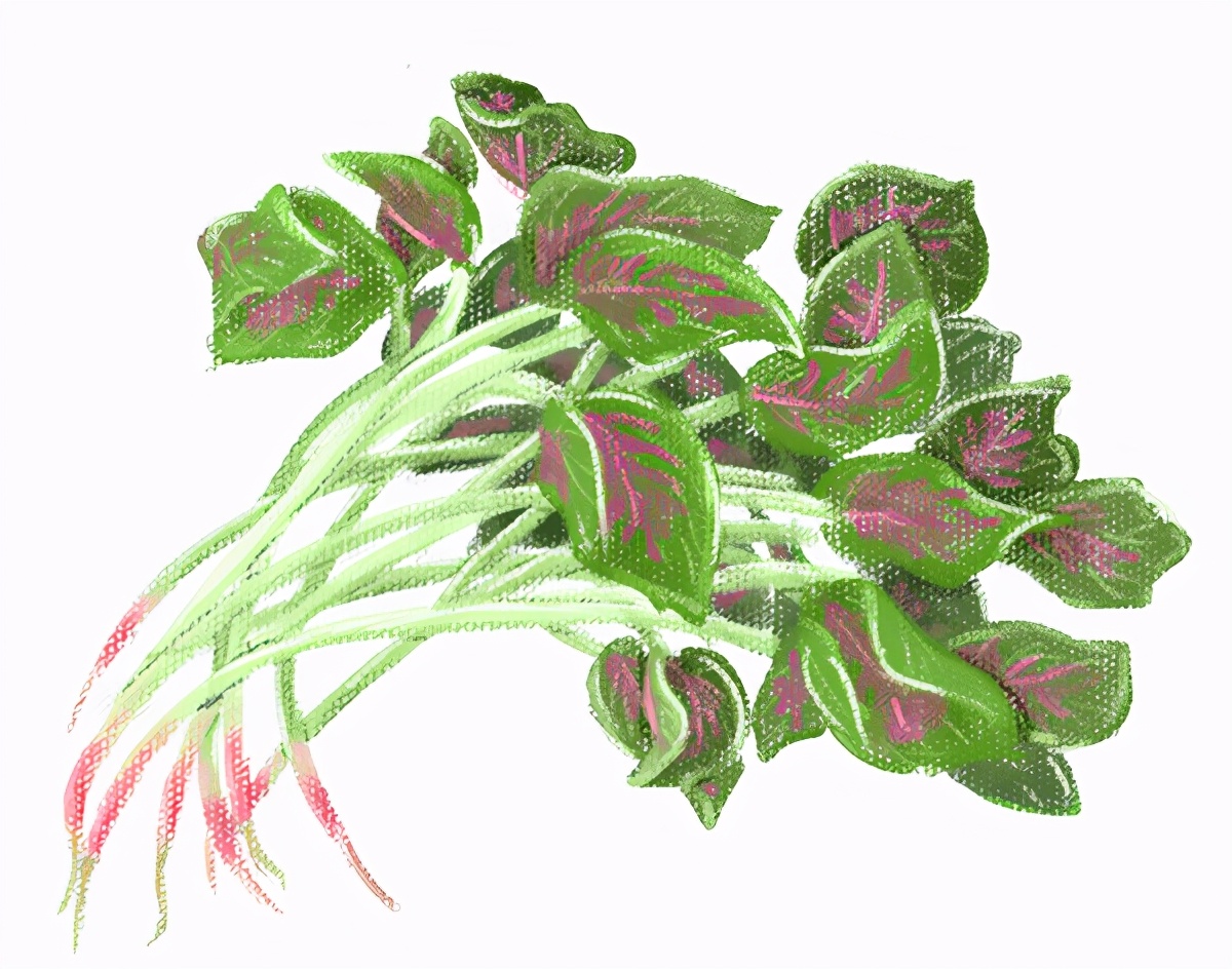 4月份应季食材一览表照着吃没错,5月应季食物有什么营养价值