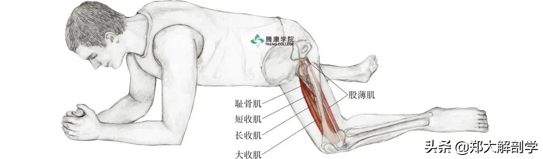 老年人蹲马步的正确方法,老年人膝盖疼蹲不下去怎么锻炼