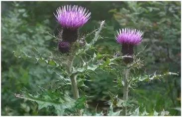 特色种植养殖致富,亩产3000公斤农民致富的新品种