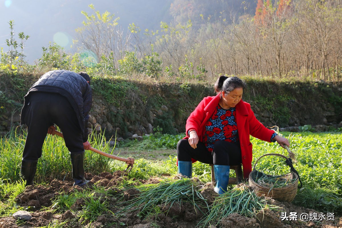 秦岭农家乐每天收入,秦岭农村菜地